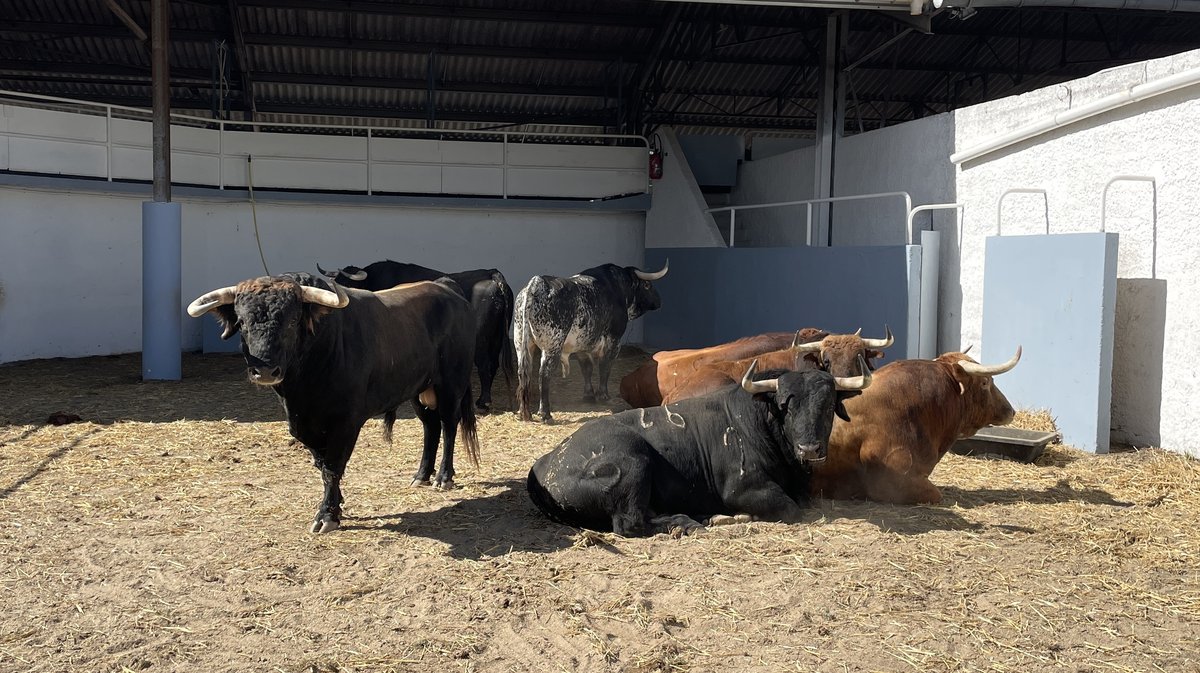 Présentation des toros de la feria de Pentecôte Nîmes 2026 (Photo Anthony Maurin)