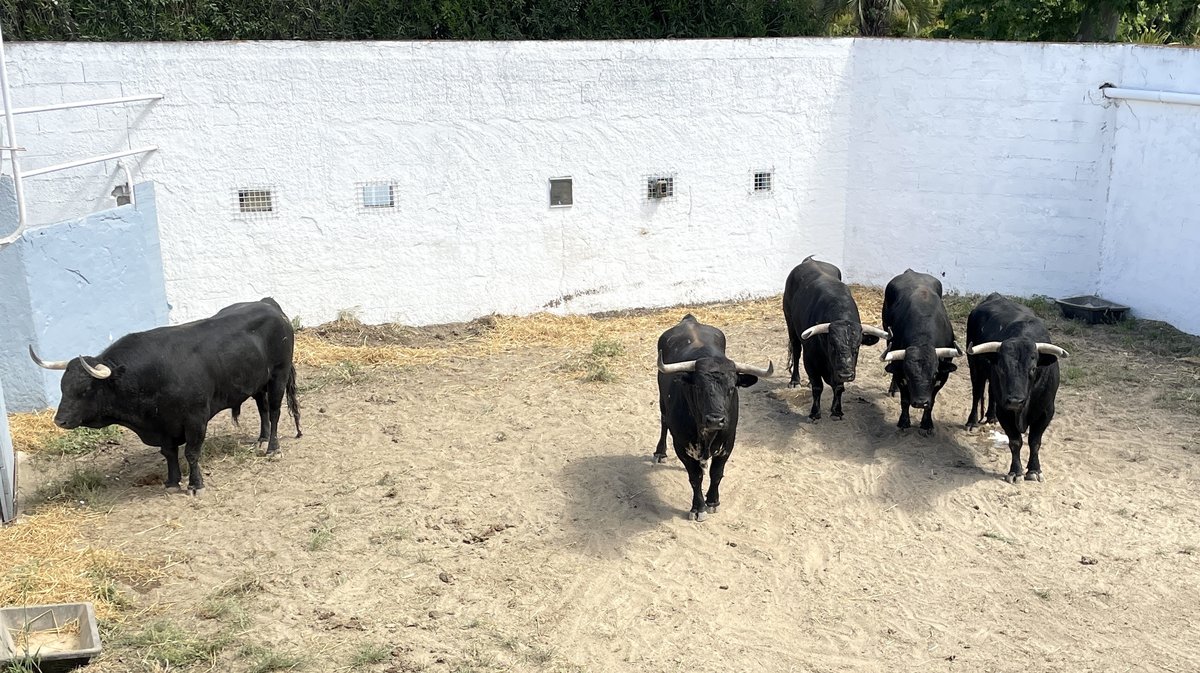 Présentation des toros de la feria de Pentecôte Nîmes 2026 (Photo Anthony Maurin)