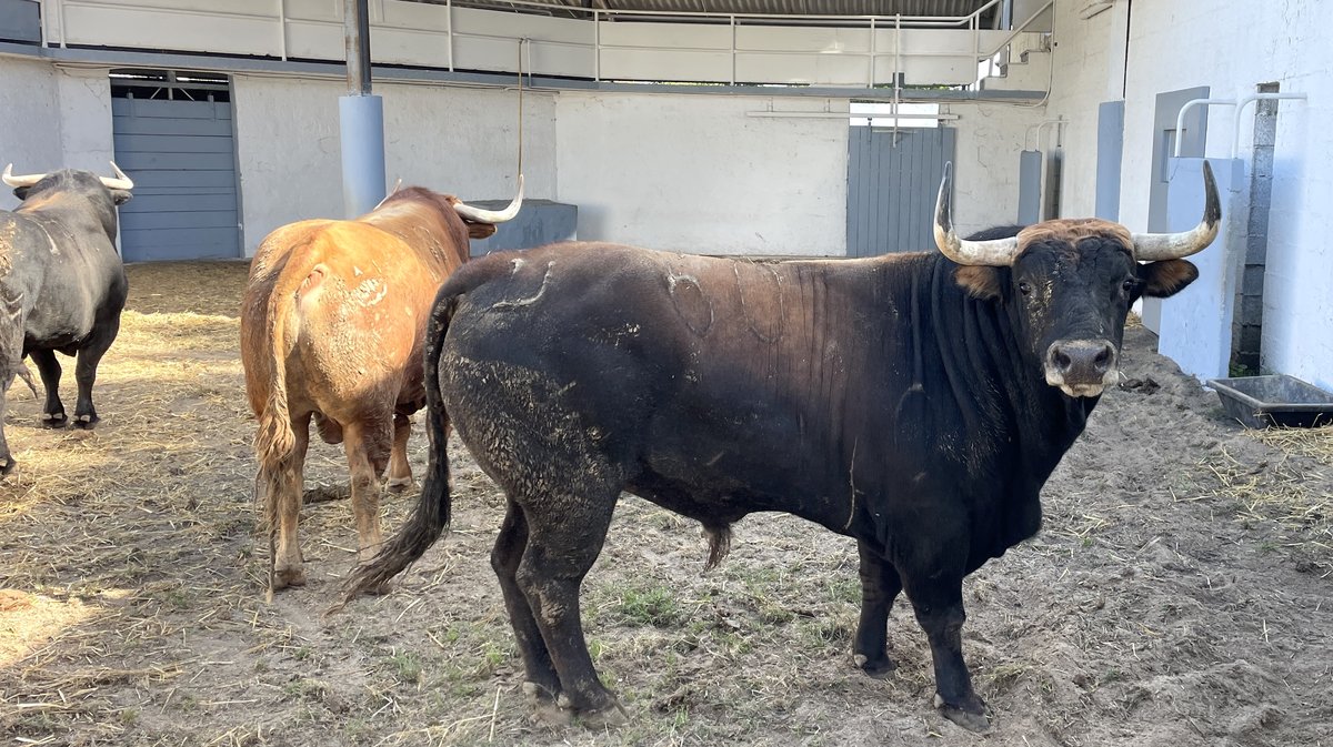 Présentation des toros de la feria de Pentecôte Nîmes 2026 (Photo Anthony Maurin)