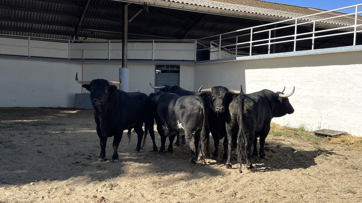 Présentation des toros de la feria de Pentecôte Nîmes 2026 (Photo Anthony Maurin)
