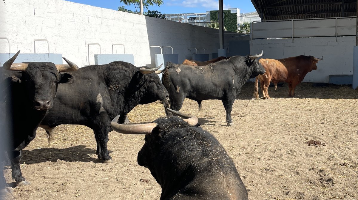 Présentation des toros de la feria de Pentecôte Nîmes 2026 (Photo Anthony Maurin)