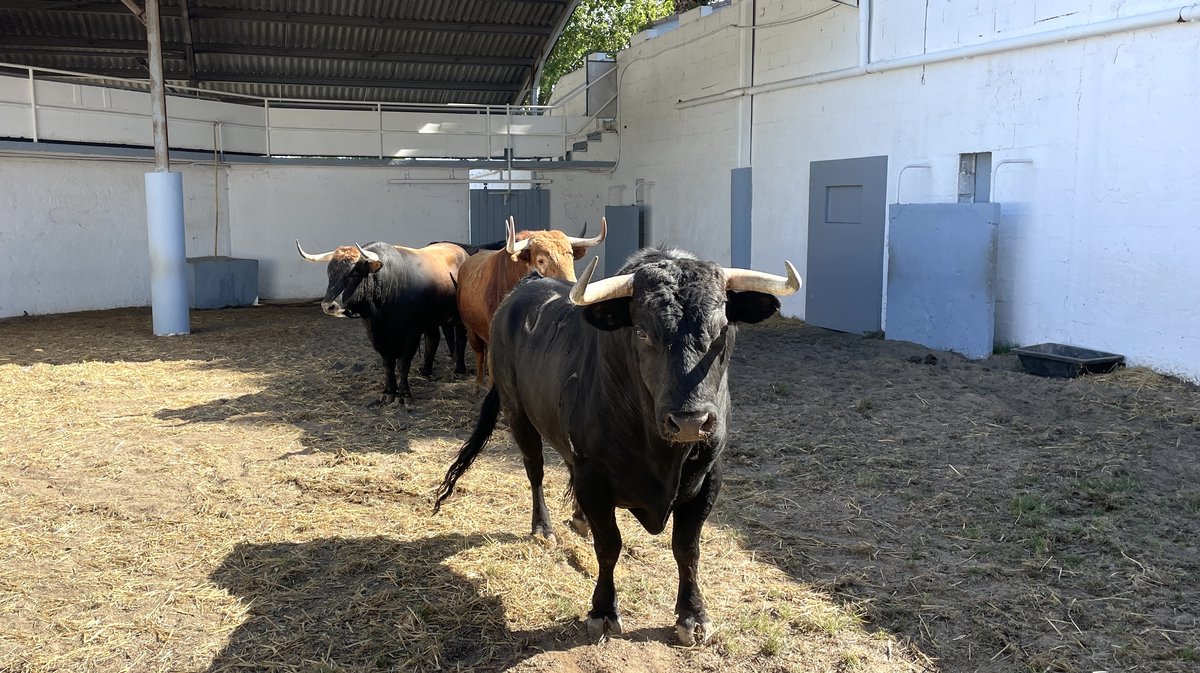Présentation des toros de la feria de Pentecôte Nîmes 2026 (Photo Anthony Maurin)