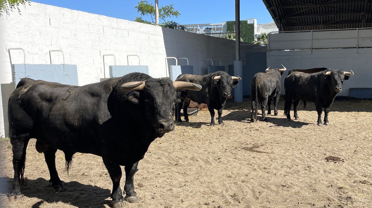 Présentation des toros de la feria de Pentecôte Nîmes 2026 (Photo Anthony Maurin)