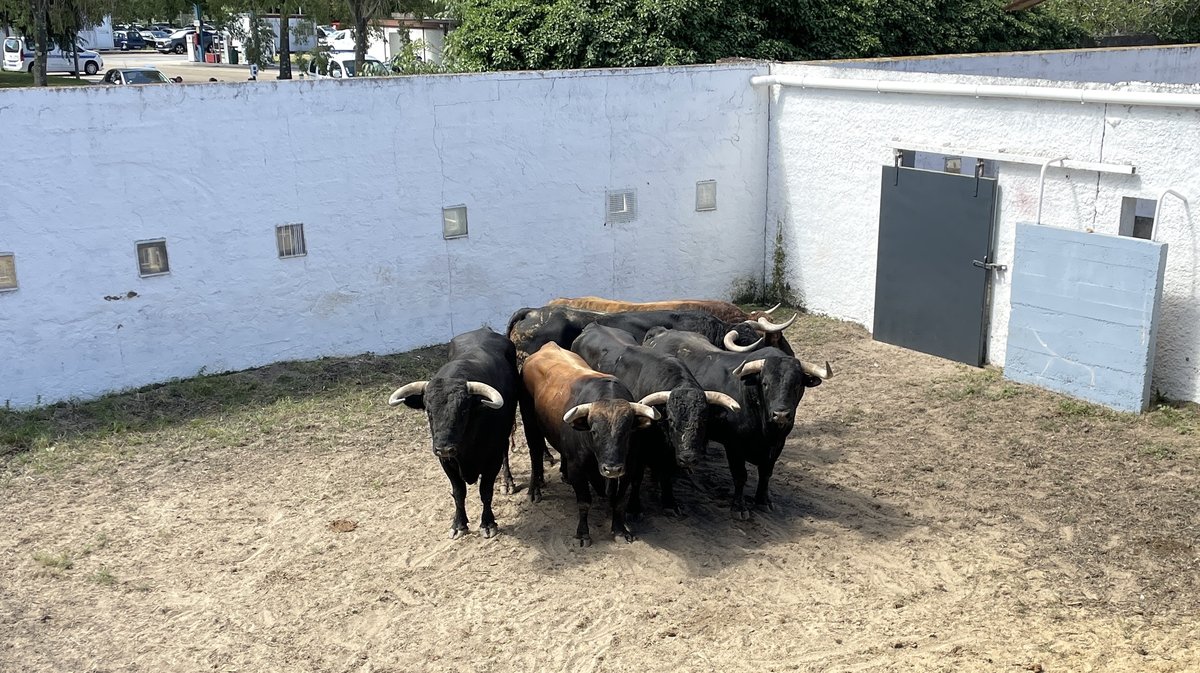 Présentation des toros de la feria de Pentecôte Nîmes 2026 (Photo Anthony Maurin)