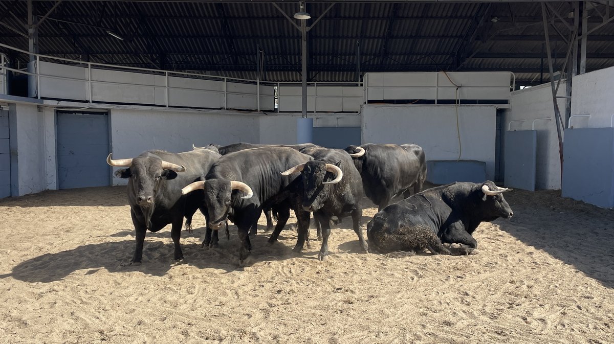 Présentation des toros de la feria de Pentecôte Nîmes 2026 (Photo Anthony Maurin)