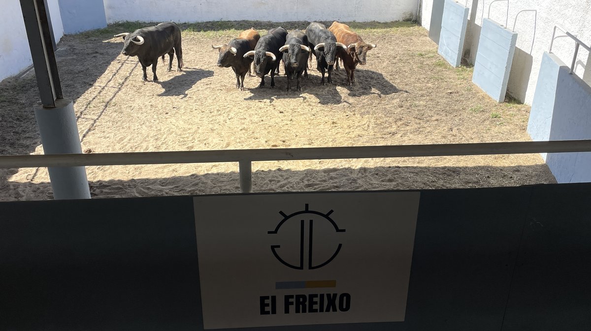 Présentation des toros de la feria de Pentecôte Nîmes 2026 (Photo Anthony Maurin)