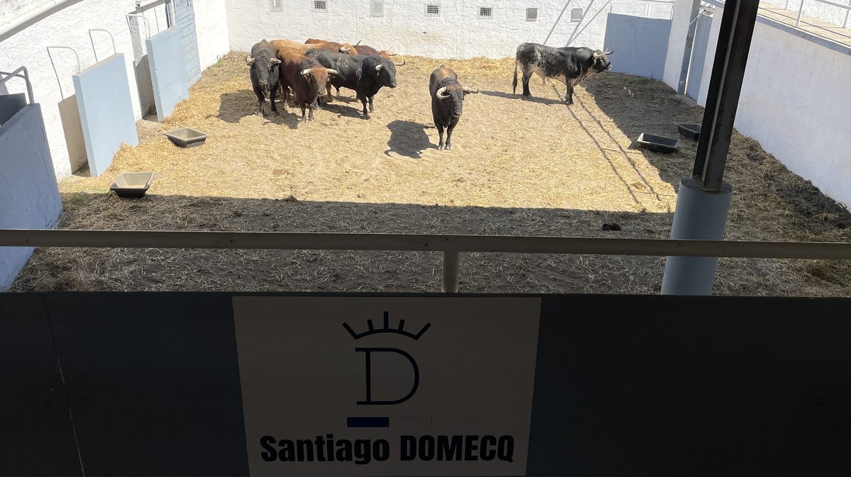 Présentation des toros de la feria de Pentecôte Nîmes 2026 (Photo Anthony Maurin)Présentation des toros de la feria de Pentecôte Nîmes 2026 (Photo Anthony Maurin)