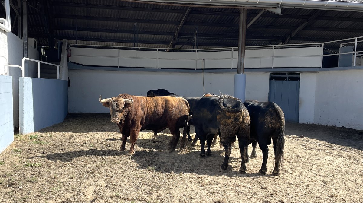 Présentation des toros de la feria de Pentecôte Nîmes 2026 (Photo Anthony Maurin)