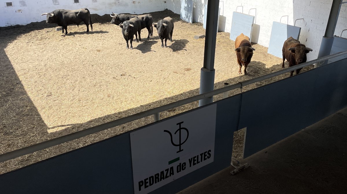 Présentation des toros de la feria de Pentecôte Nîmes 2026 (Photo Anthony Maurin)