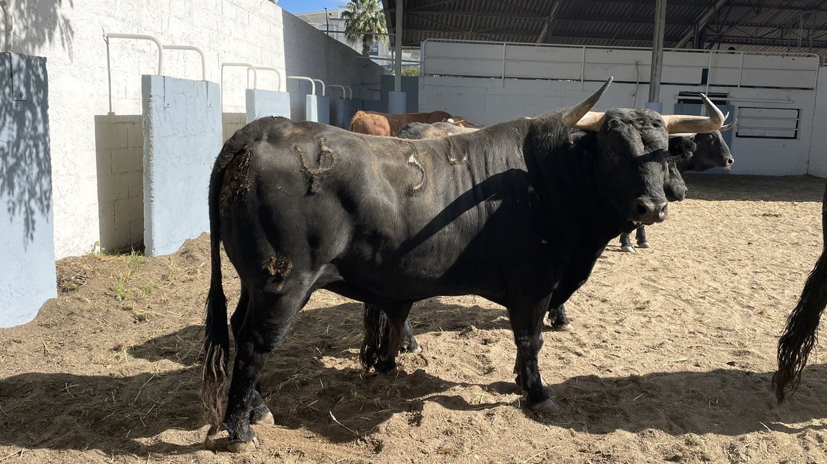 Présentation des toros de la feria de Pentecôte Nîmes 2026 (Photo Anthony Maurin)