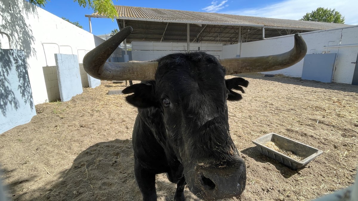 Présentation des toros de la feria de Pentecôte Nîmes 2026 (Photo Anthony Maurin)