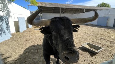 Présentation des toros de la feria de Pentecôte Nîmes 2026 (Photo Anthony Maurin)
