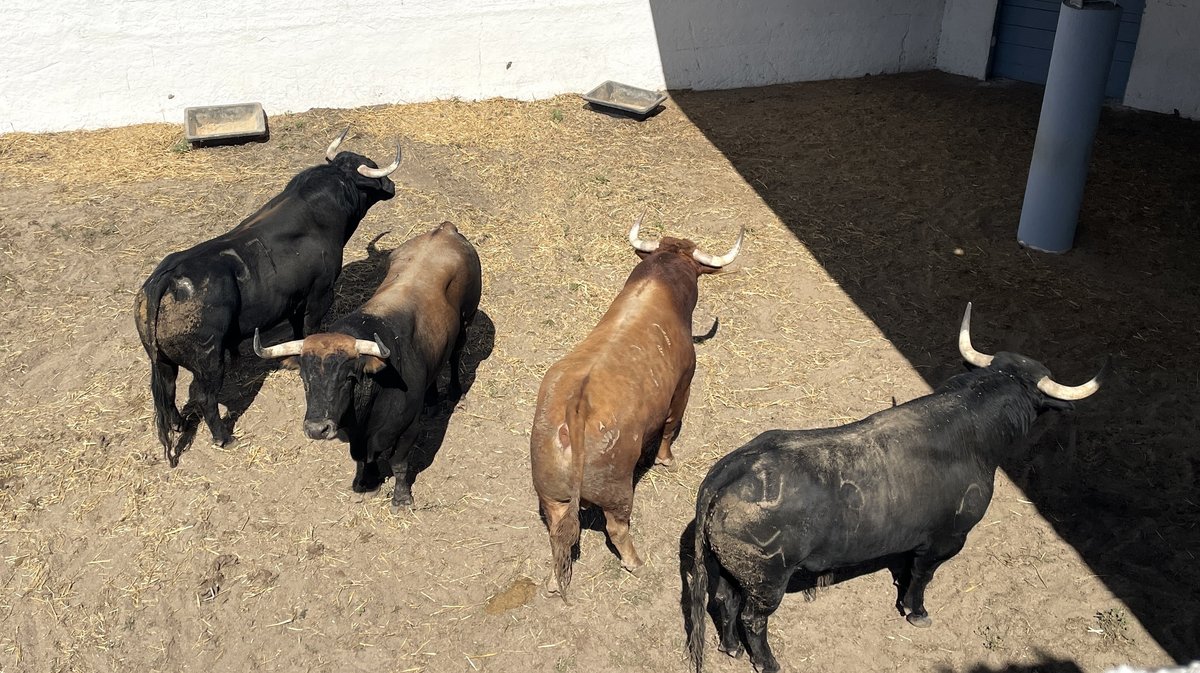 Présentation des toros de la feria de Pentecôte Nîmes 2026 (Photo Anthony Maurin)