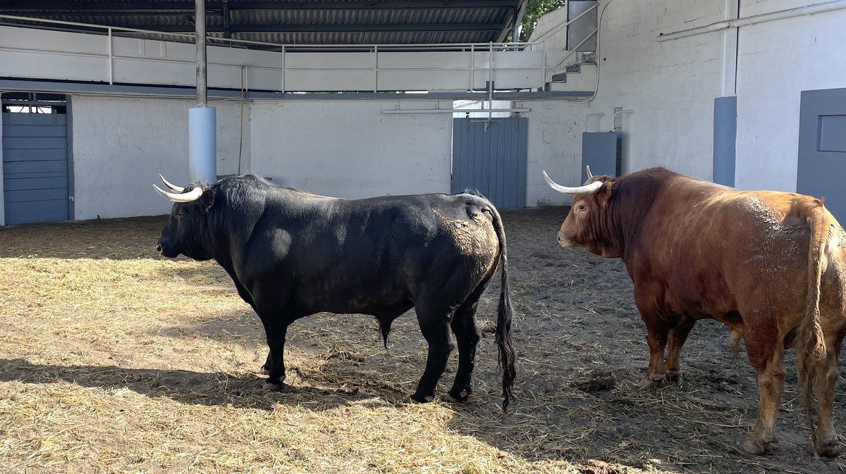 Présentation des toros de la feria de Pentecôte Nîmes 2026 (Photo Anthony Maurin)