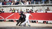 course de taureaux nimes arenes