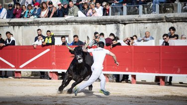 course de taureaux nimes arenes