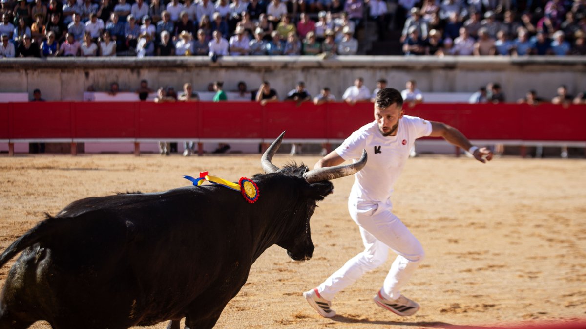arenes nimes feria course camarguaise