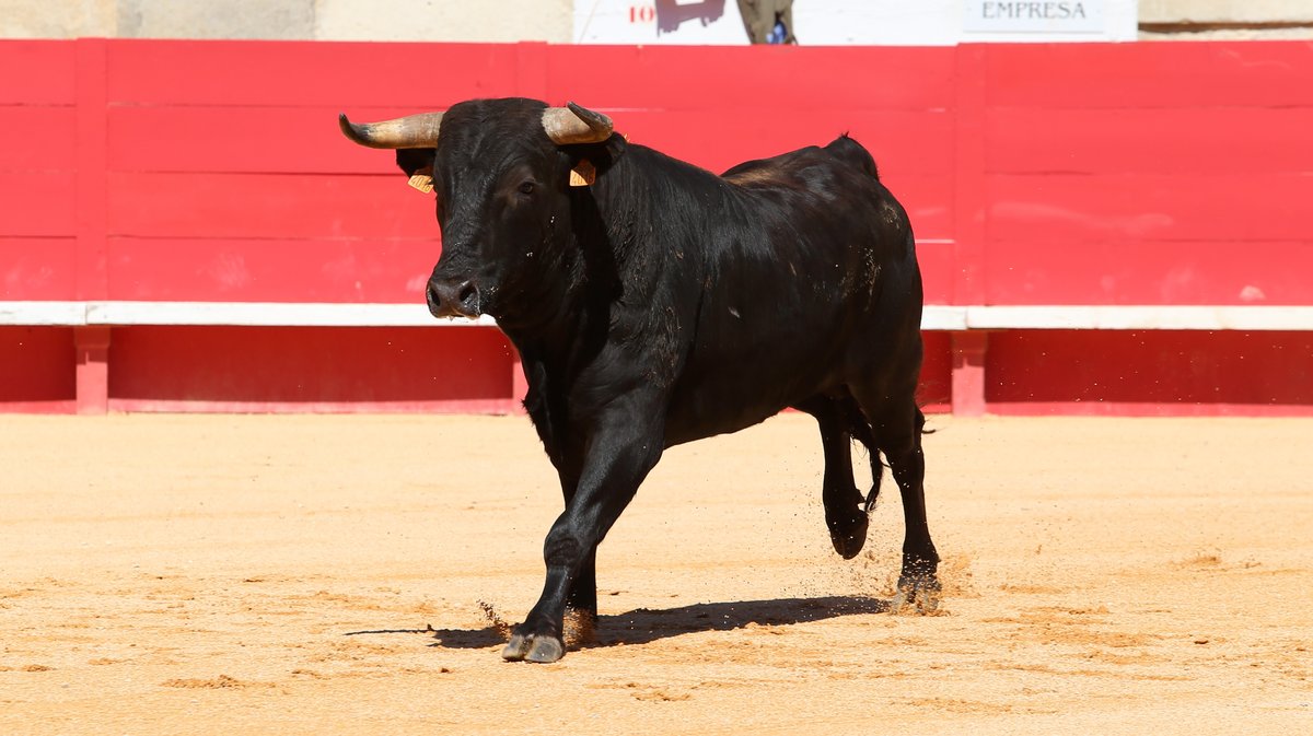 Novillada sans picadors de Roland Durand pour Mathias Sauvaire, Manuel Realito, Rogelio Pajuelo et Lisares (Photo Anthony Maurin)
