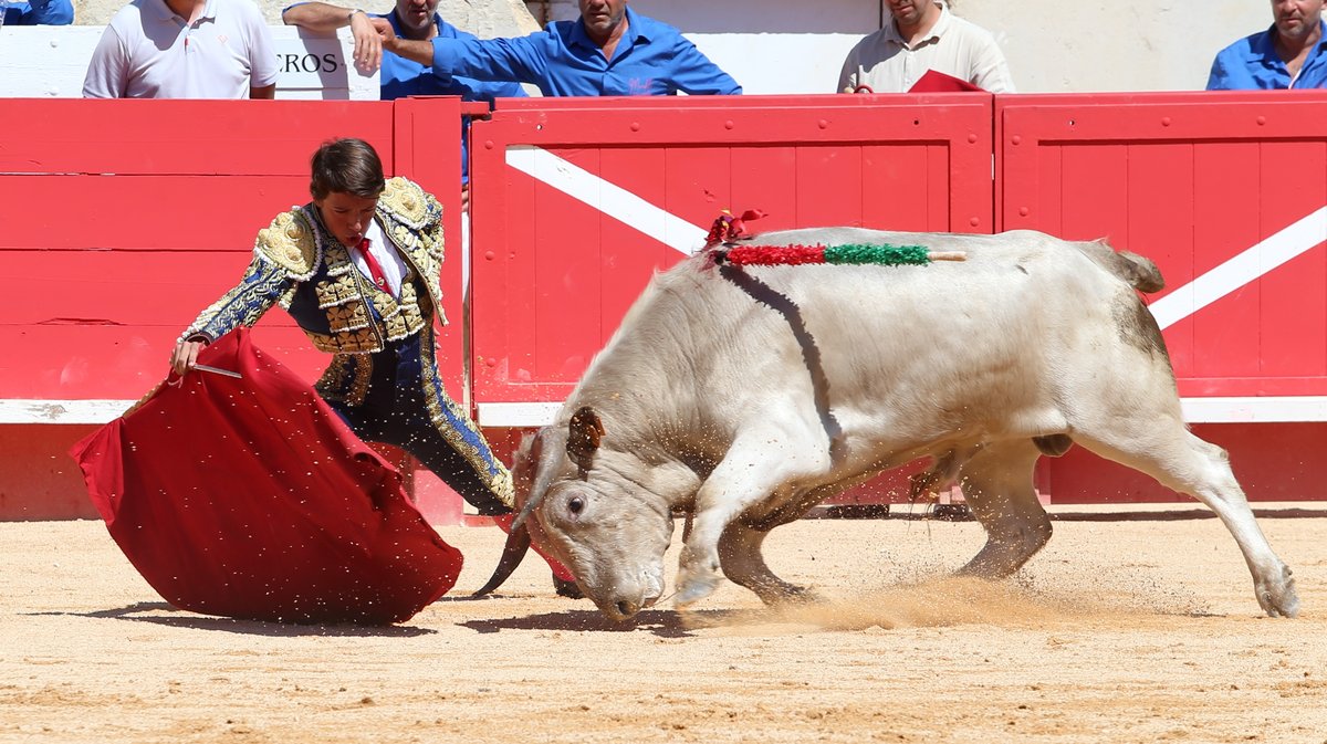 Novillada sans picadors de Roland Durand pour Mathias Sauvaire, Manuel Realito, Rogelio Pajuelo et Lisares (Photo Anthony Maurin)