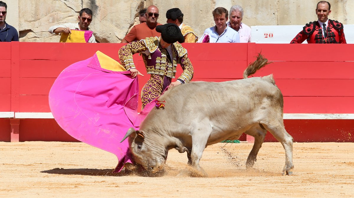 Novillada sans picadors de Roland Durand pour Mathias Sauvaire, Manuel Realito, Rogelio Pajuelo et Lisares (Photo Anthony Maurin)
