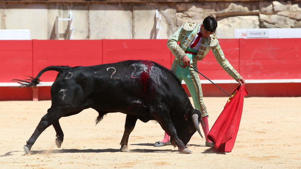 Novillada sans picadors de Roland Durand pour Mathias Sauvaire, Manuel Realito, Rogelio Pajuelo et Lisares (Photo Anthony Maurin)
