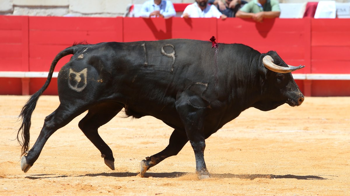 Novillada de la Cape d'Or de la peña Antonio Ordoñez de Talavante pour Emiliano Osornio, Victor et Clovis (Photo Anthony Maurin)