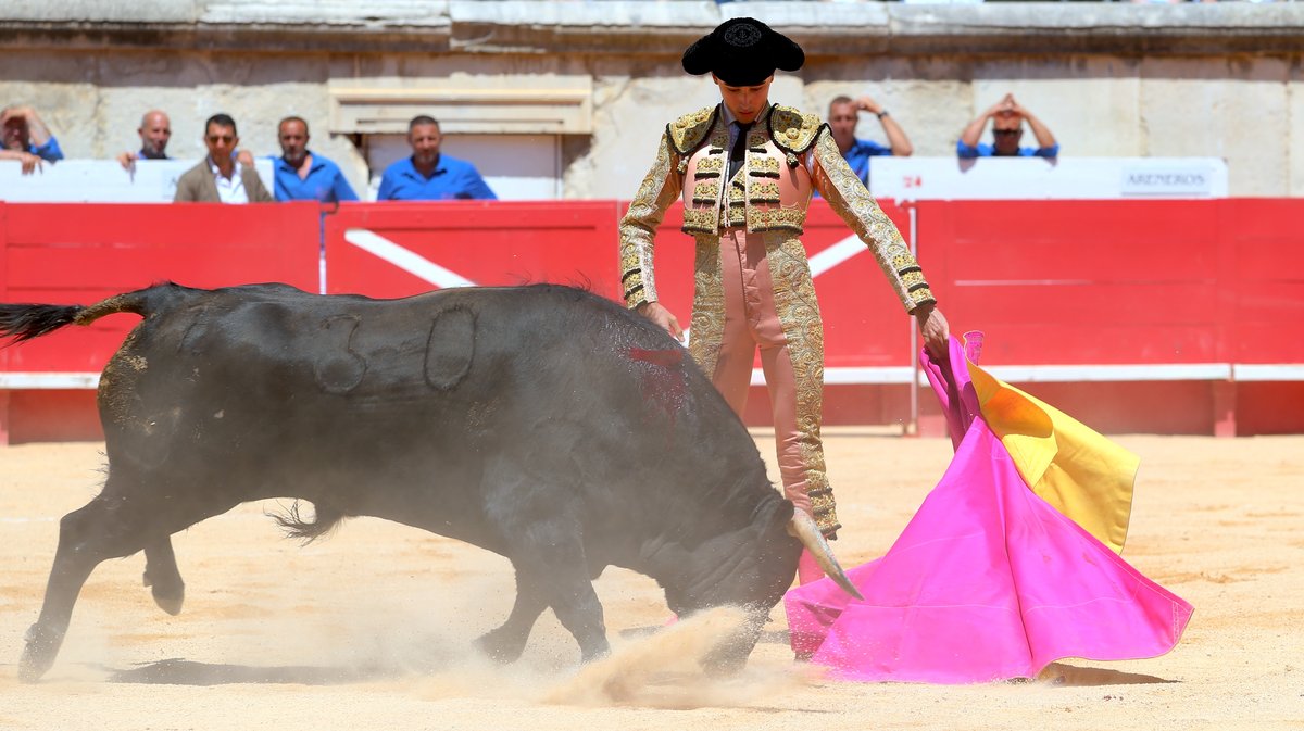 Novillada de la Cape d'Or de la peña Antonio Ordoñez de Talavante pour Emiliano Osornio, Victor et Clovis (Photo Anthony Maurin)