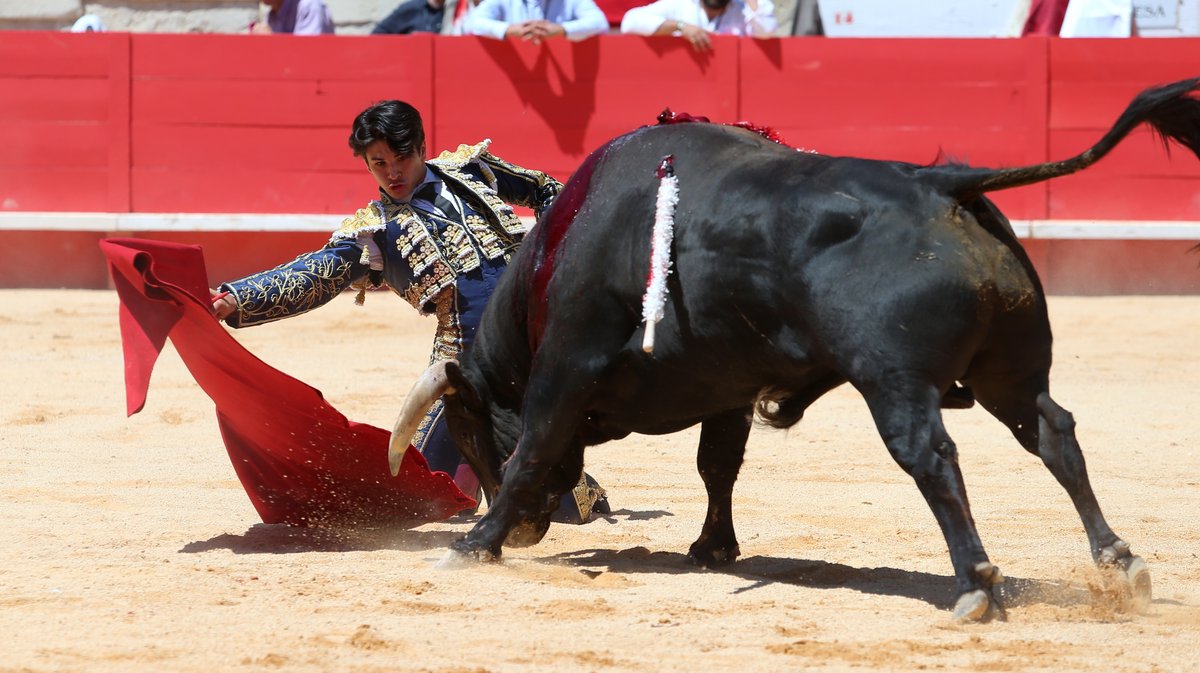 Novillada de la Cape d'Or de la peña Antonio Ordoñez de Talavante pour Emiliano Osornio, Victor et Clovis (Photo Anthony Maurin)CV4P1798