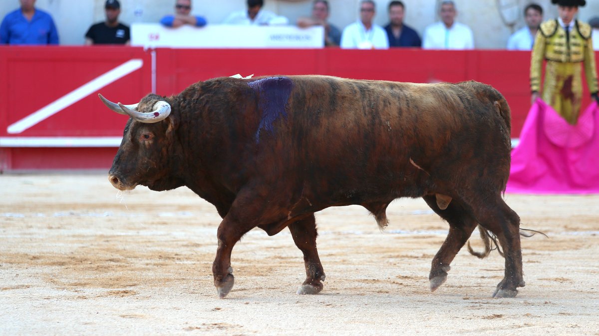 Corrida d'El Freixo pour Alejandro Talavante, Juan Ortega et Marco Perez (Photo Anthony Maurin)