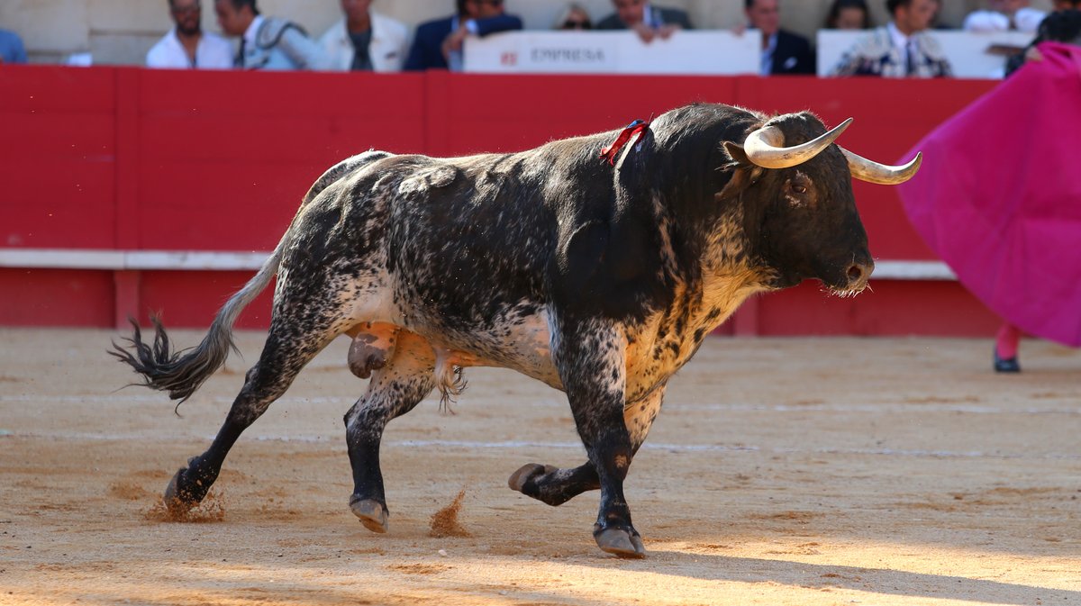 Corrida de Santiago Domecq pour Sébastien Castella, Daniel Luque et Emilio de Justo (Photo Anthony Maurin)
