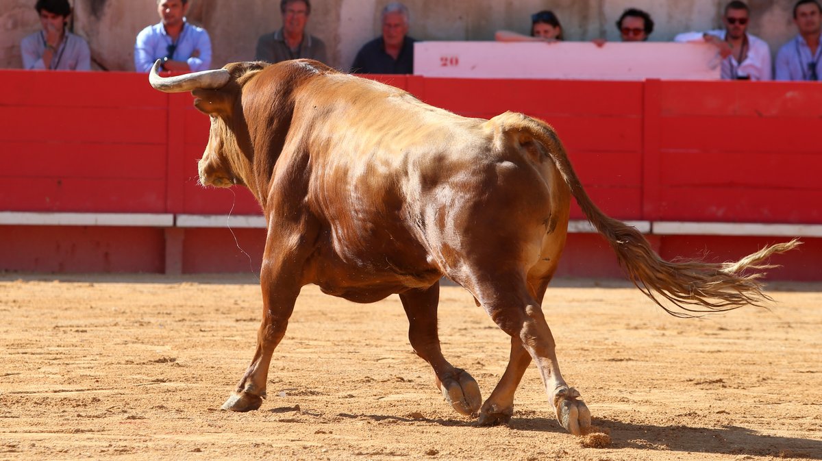 Mano a mano de Pedraza de Yeltes pour Borja Jimenez et Clemente (Photo Anthony Maurin)