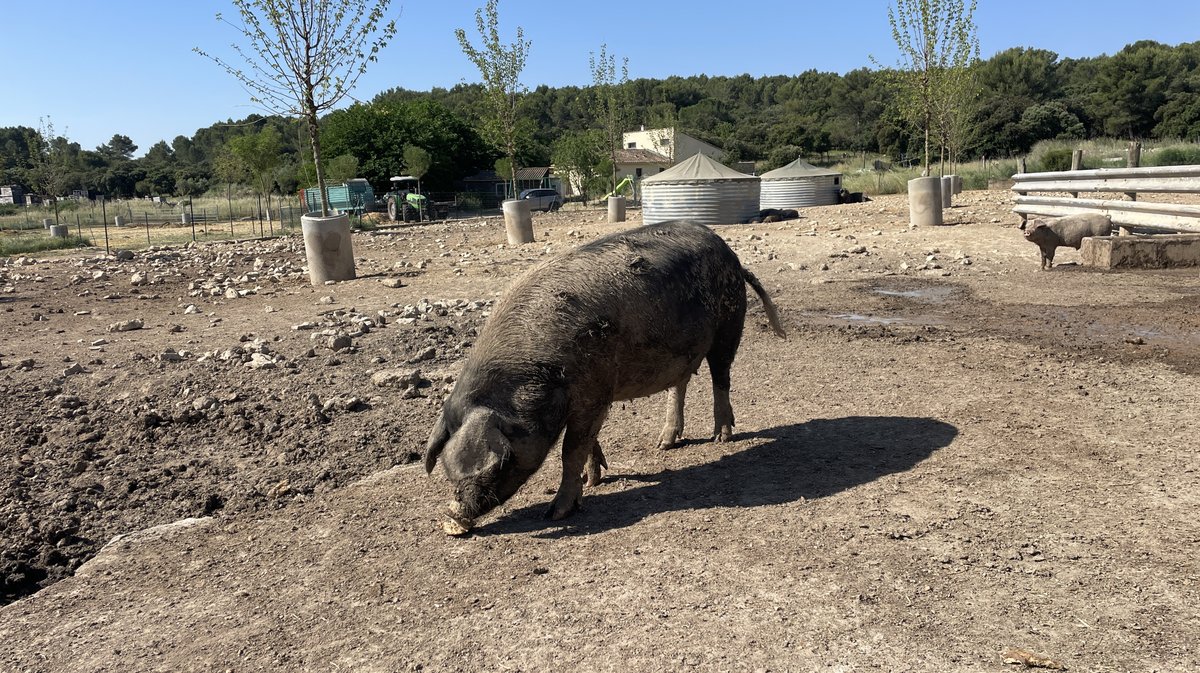 Ferme Puech Cabrier Bio Uchaud Katy Guyot (Photo Anthony Maurin)