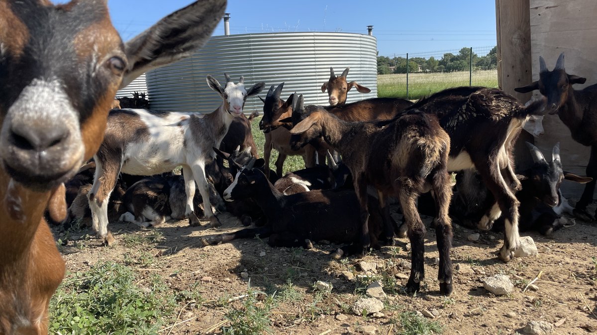Ferme Puech Cabrier Bio Uchaud Katy Guyot (Photo Anthony Maurin)