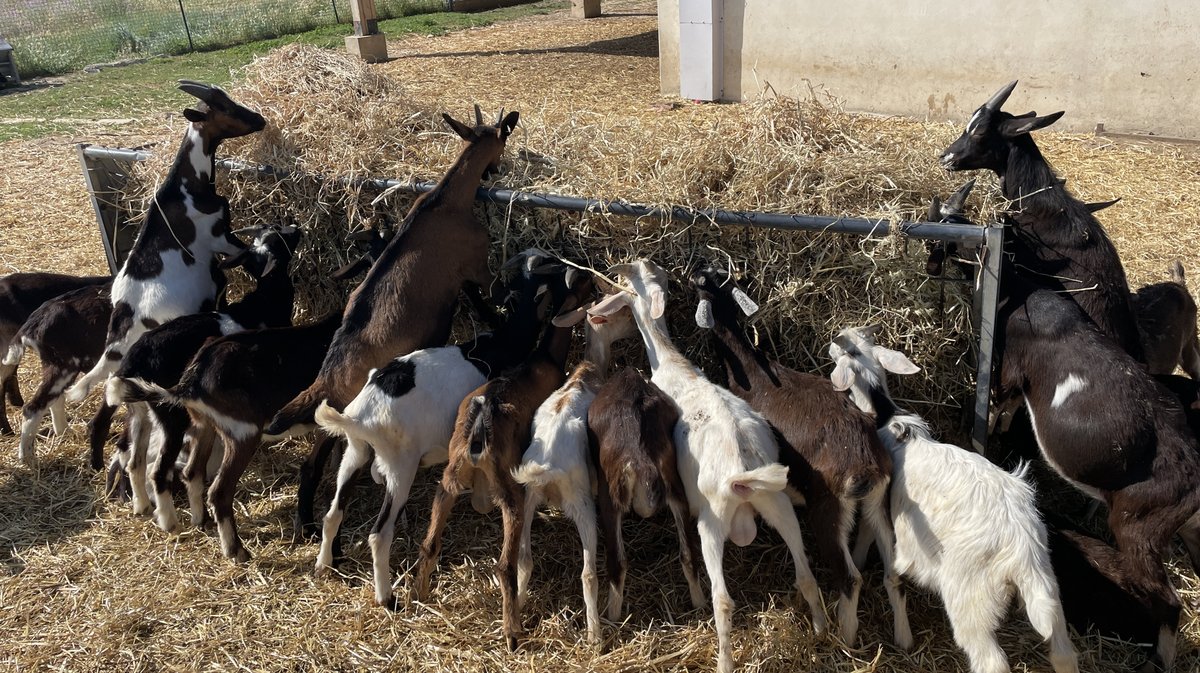 Ferme Puech Cabrier Bio Uchaud Katy Guyot (Photo Anthony Maurin)