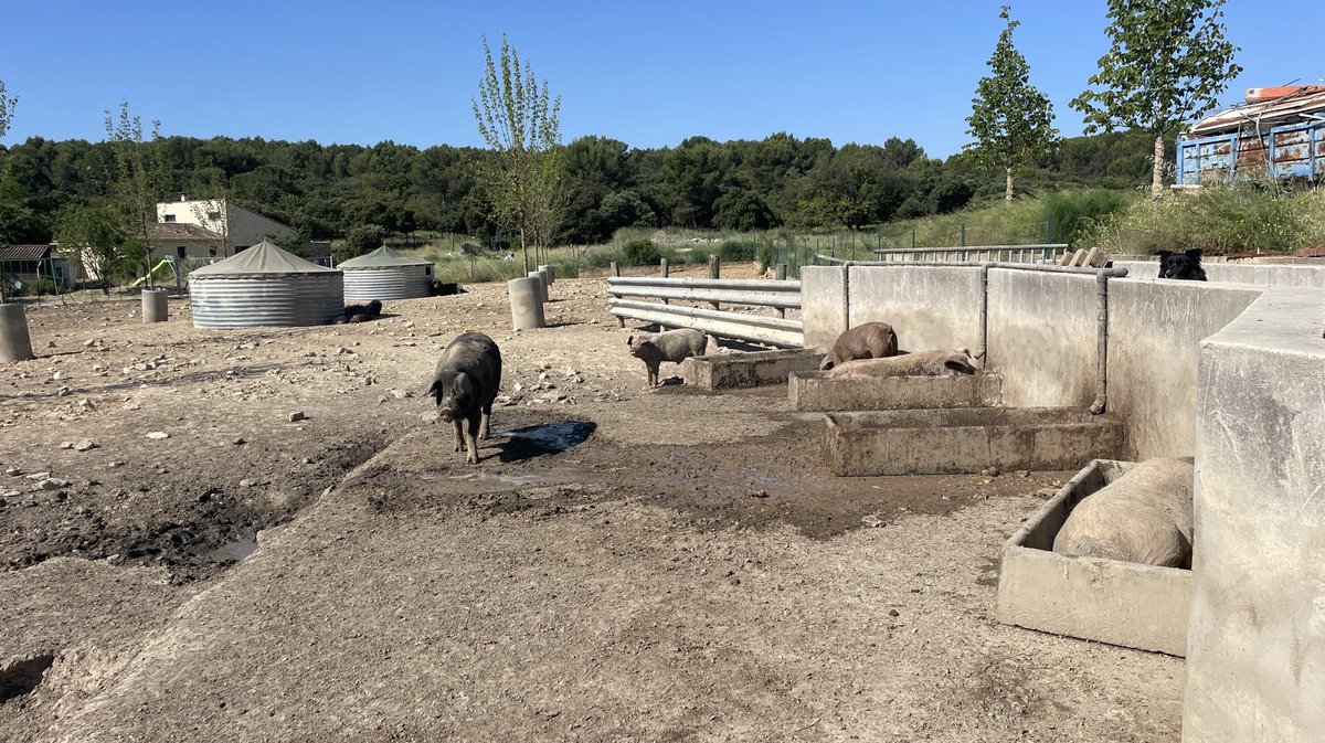 Ferme Puech Cabrier Bio Uchaud Katy Guyot (Photo Anthony Maurin)