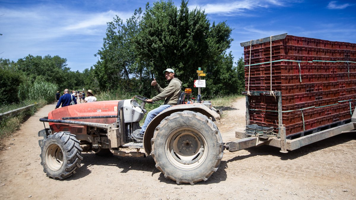 vignes toquees 2026 gallician