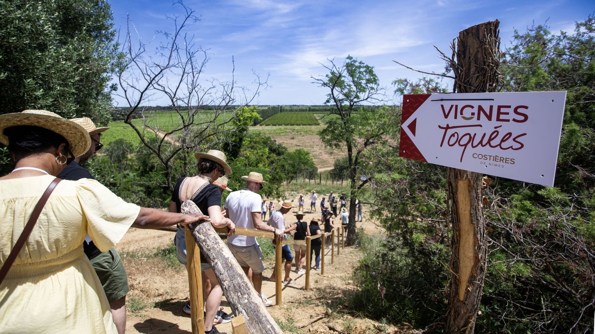 vignes toquees 2026 gallician