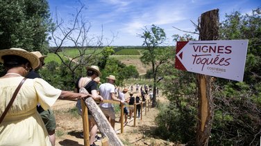 vignes toquees 2026 gallician