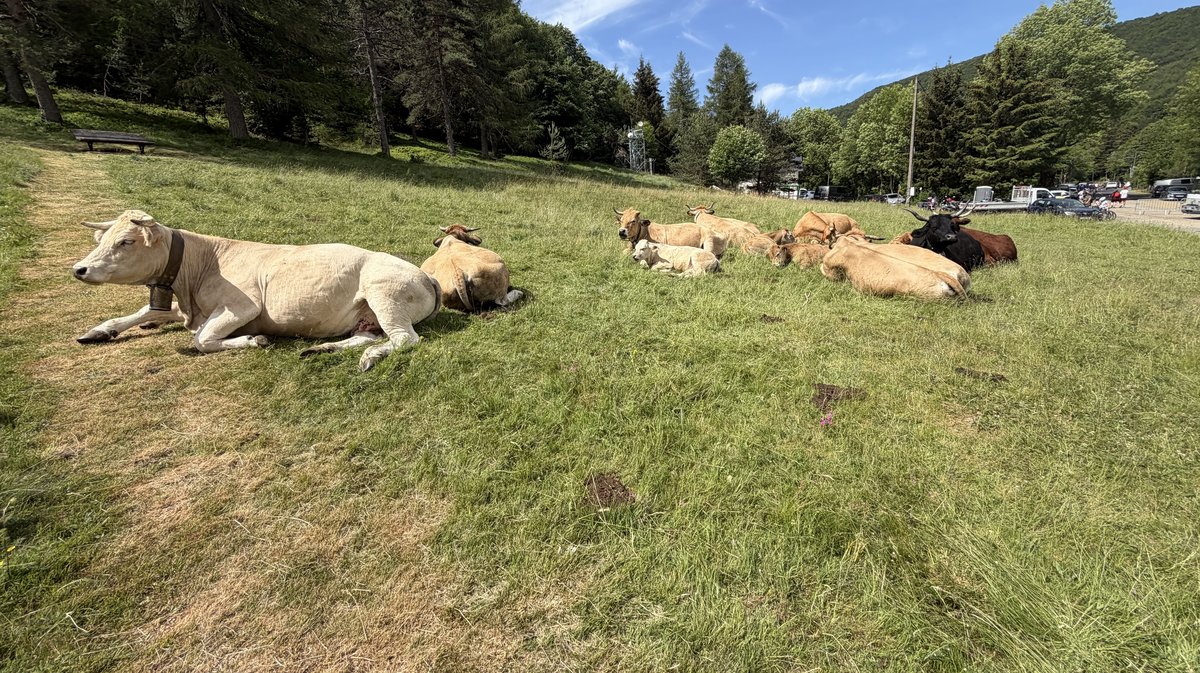 fête transhumance