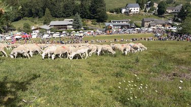 fête transhumance