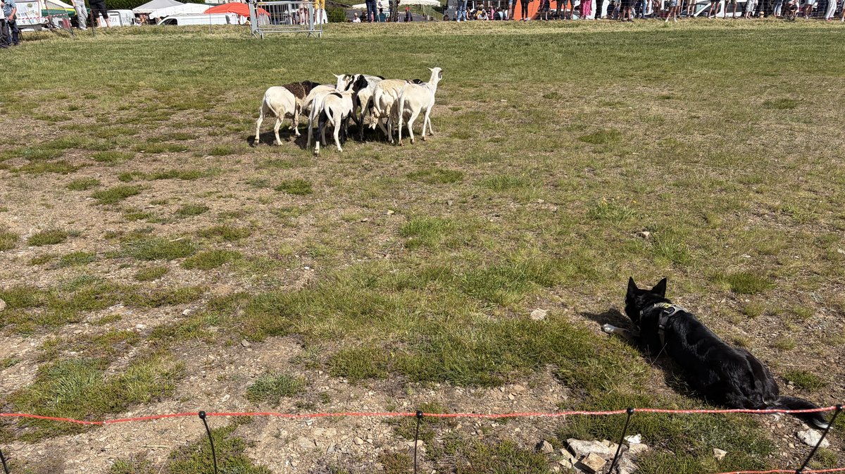 fête transhumance