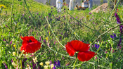 Petite Camargue cuisine centrale
