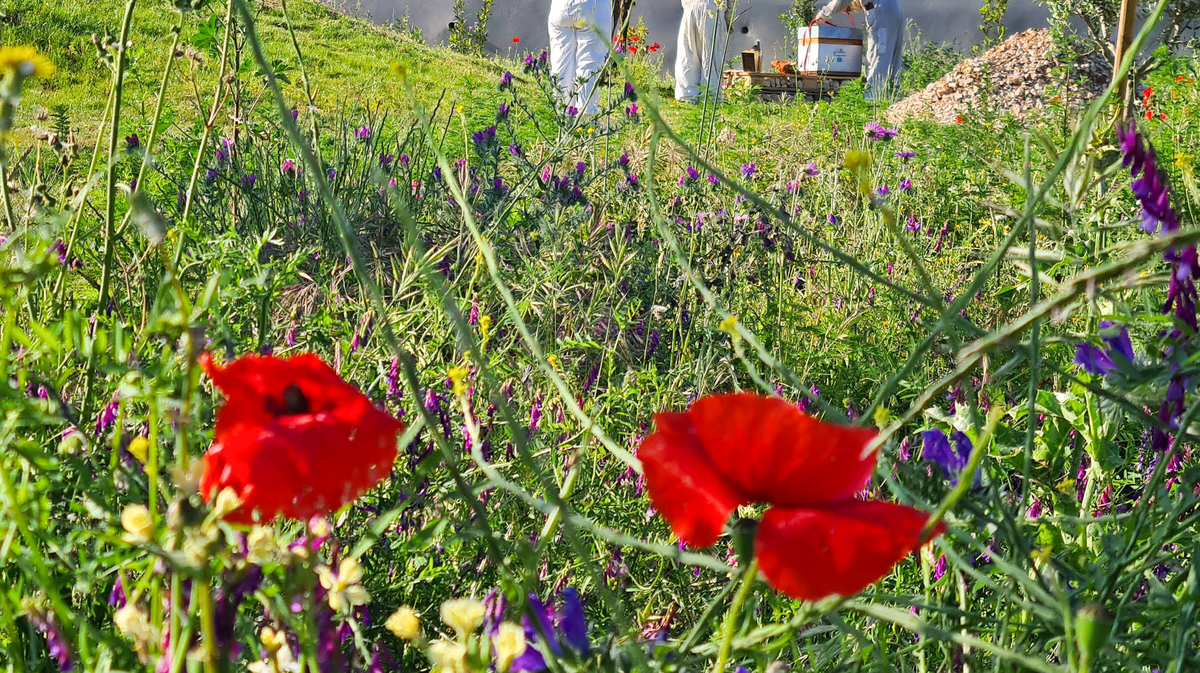 Petite Camargue cuisine centrale