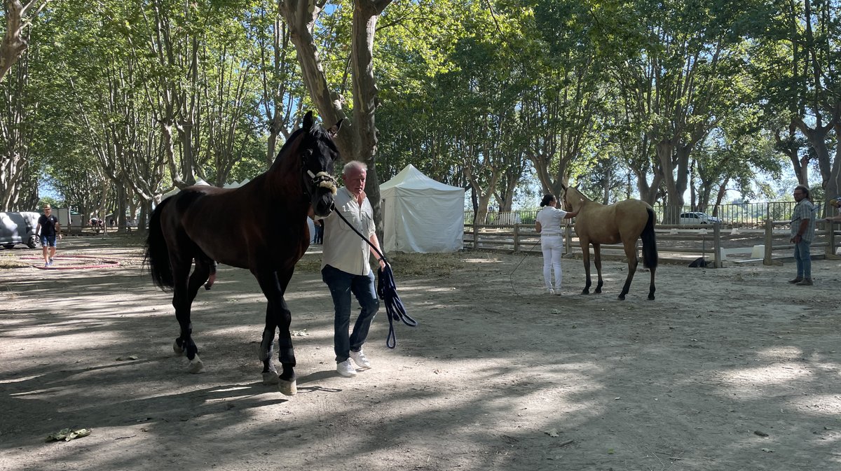 Rencontres équestres 2026 à Beaucaire (Photo Anthony Maurin)