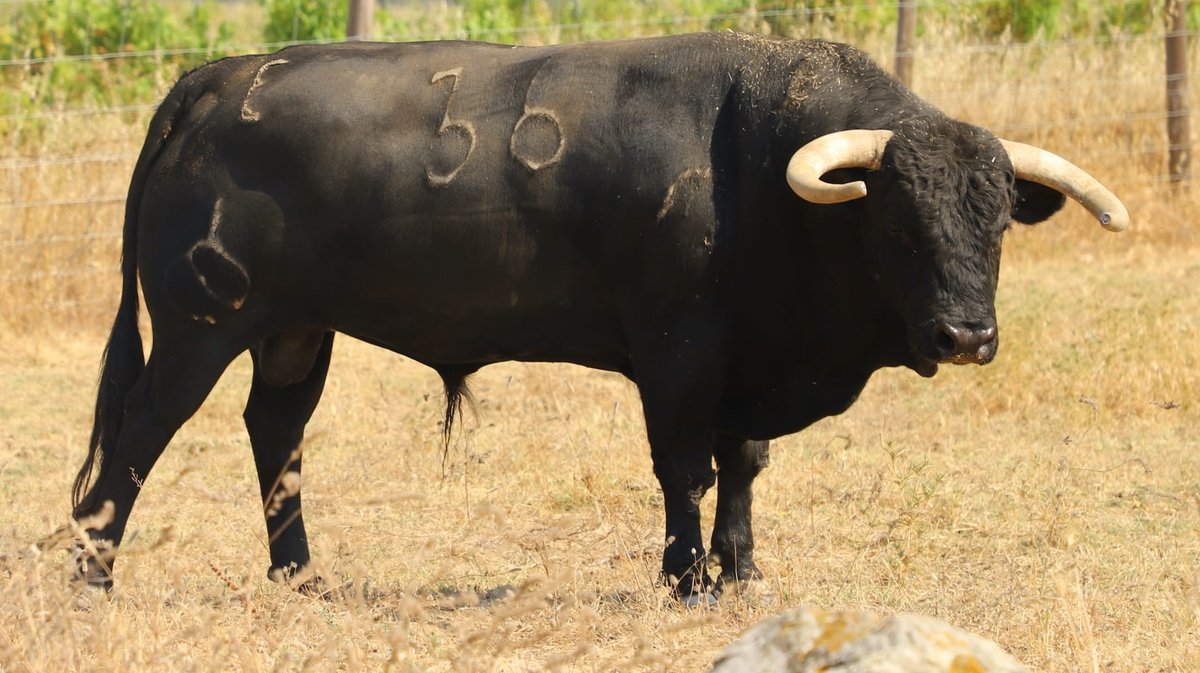 Bobito toro de la ganaderia Caleja Pires