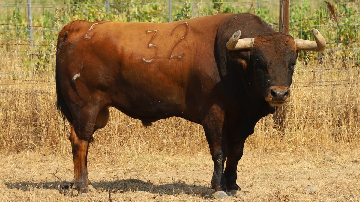 Encendido toro de la ganaderia Caleja Pires