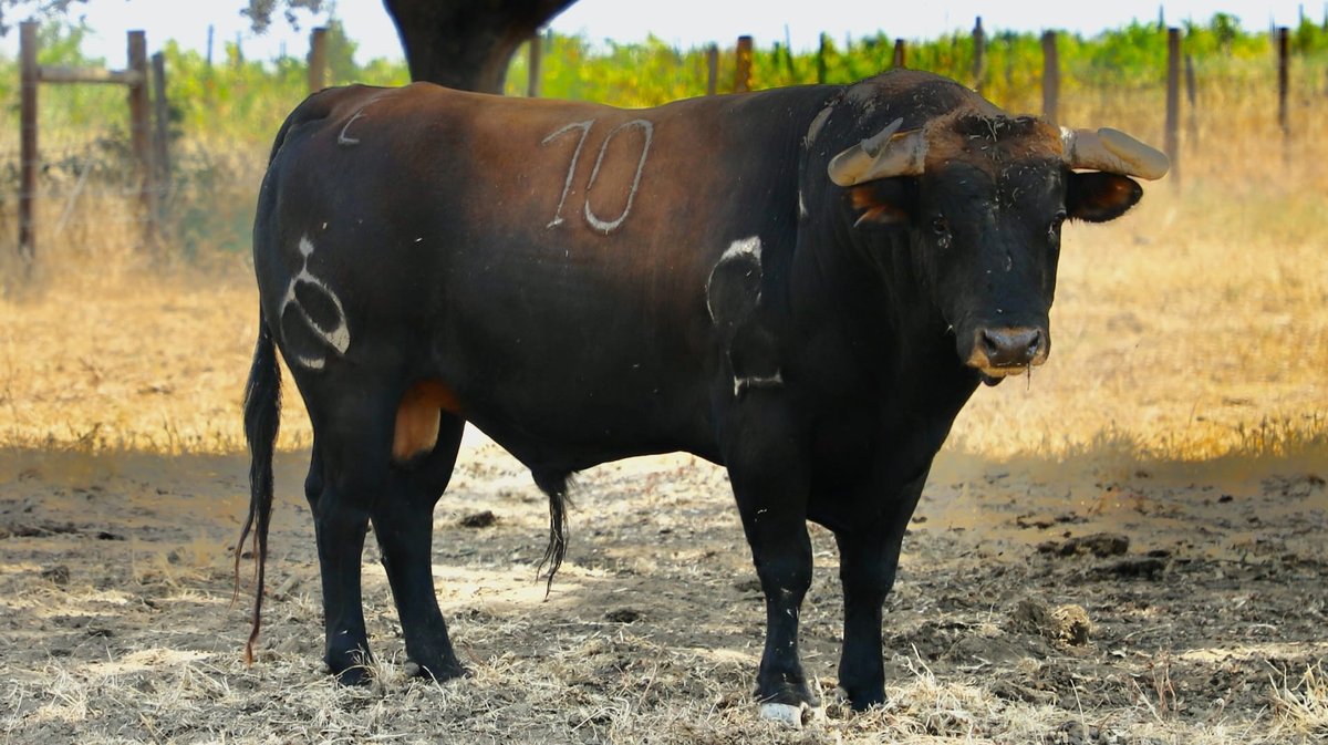 Sobrerero toro de la ganaderia Caleja Pires