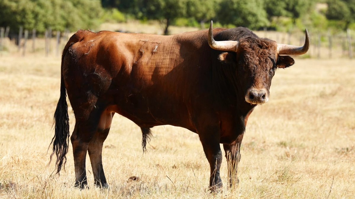 Corrida Lunel toro de San Sebastian (Photo Pierrick Charmasson)