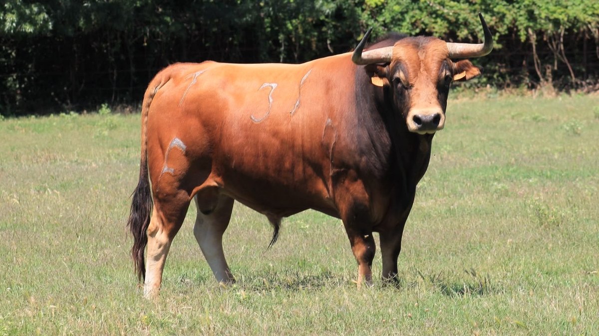 Corrida Lunel toro de Fernay (Photo Pierrick Charmasson)