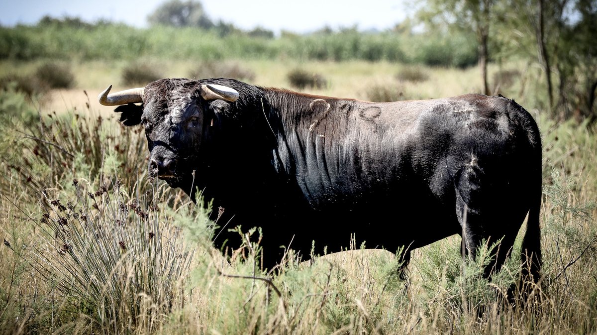 Corrida Lunel toro de Pagès-Mailhan (Photo Pierrick Charmasson)